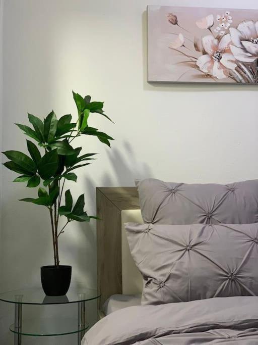 Studio Central Mm Apartments Braşov Eksteriør bilde